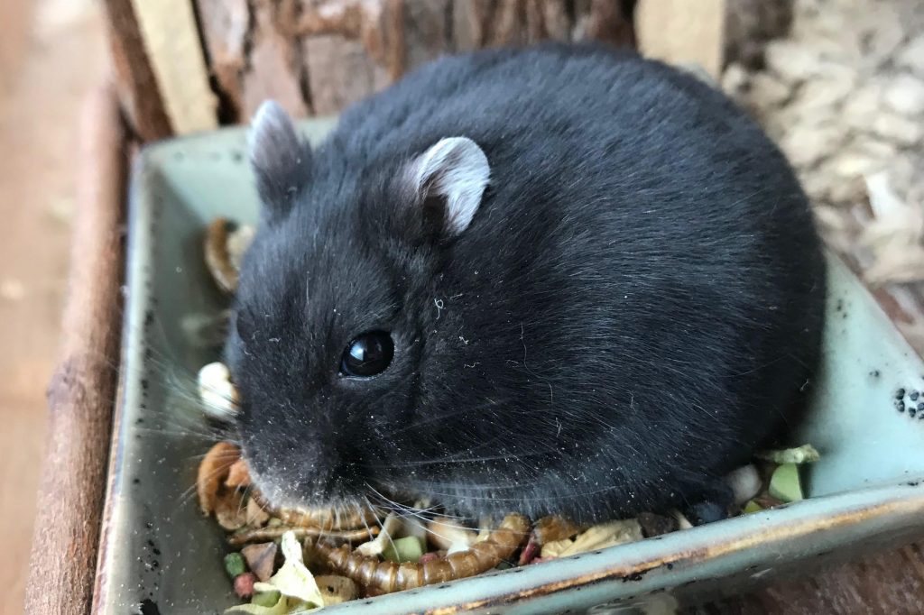 Vladimir - Parkinson 11 maanden